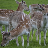 Buy canvas prints of young deer at wollaton hall deer park nottingham by mark lindsay