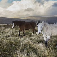 Buy canvas prints of Wild Pony Experience by Rachael Parker