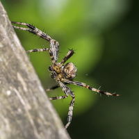 Buy canvas prints of Male European garden spider by Mark Hobbs