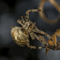 Buy canvas prints of Female European garden Spider by Mark Hobbs