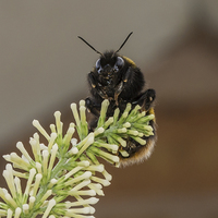 Buy canvas prints of Bumble Bee by Mark Hobbs