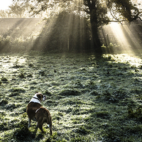 Buy canvas prints of Frosty morning by Mark Hobbs