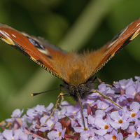 Buy canvas prints of Peacock Butterfly by Mark Hobbs
