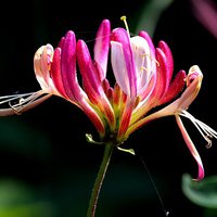 Buy canvas prints of HONEYSUCKLE ON THE WEB by len milner