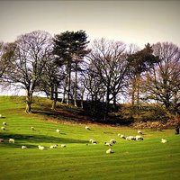 Buy canvas prints of BEING SHEEPISH by len milner