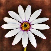 Buy canvas prints of DAISY by len milner