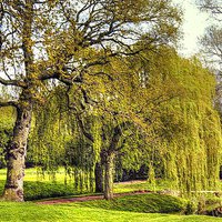 Buy canvas prints of WEEPING WILLOW by len milner
