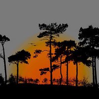 Buy canvas prints of SUNRISE THROUGH THE TREES  by len milner
