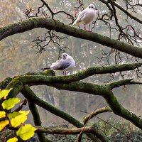 Buy canvas prints of GULLS ON HIGHER PERCHES  by len milner