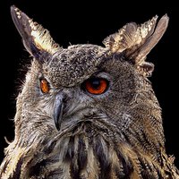 Buy canvas prints of EURASIAN EAGLE OWL  by len milner