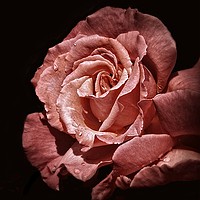 Buy canvas prints of PERFECT ROSE by len milner