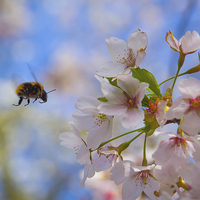 Buy canvas prints of bumblebee and apple tree blossom by Eric Fouwels