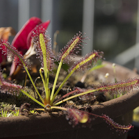 Buy canvas prints of carnivorous plant by Eric Fouwels