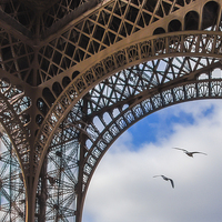 Buy canvas prints of Birds under the Eiffel Tower by Eric Fouwels