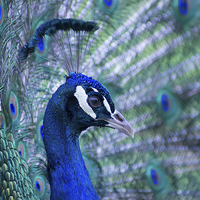 Buy canvas prints of peacock by Eric Fouwels