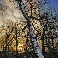 Buy canvas prints of snow tree at sunrise by Eric Fouwels