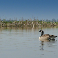 Buy canvas prints of canadian goose by Eric Fouwels