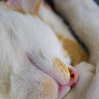 Buy canvas prints of sleeping cat by Eric Fouwels