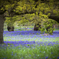 Buy canvas prints of Bluebell Wood by Julian Mitchell