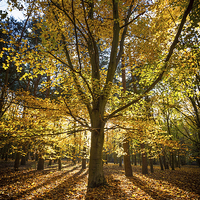 Buy canvas prints of Autumn by Julian Mitchell