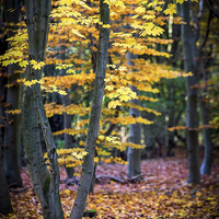Buy canvas prints of Autumn Leaves by Julian Mitchell