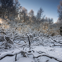 Buy canvas prints of Snowy Woods by Julian Mitchell