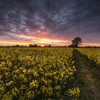 Buy canvas prints of Golden Harvest by Julian Mitchell