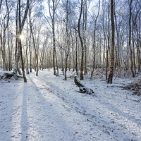 Buy canvas prints of Winter Wonderland by Julian Mitchell