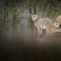 Buy canvas prints of Cheetah by Julian Mitchell