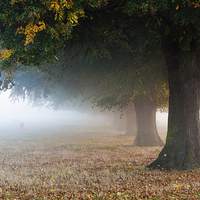 Buy canvas prints of Autumn Mist by Julian Mitchell