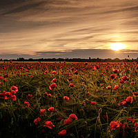 Buy canvas prints of Poppy field at sunset by Julian Mitchell