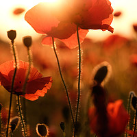 Buy canvas prints of Poppies  by Julian Mitchell