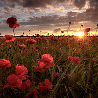 Buy canvas prints of Poppies at sunset by Julian Mitchell