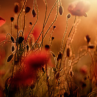 Buy canvas prints of Poppies by Julian Mitchell