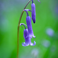 Buy canvas prints of Bluebells by Julian Mitchell