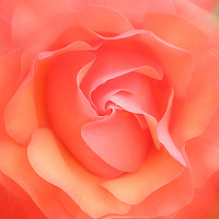 Buy canvas prints of Rose by Julian Mitchell