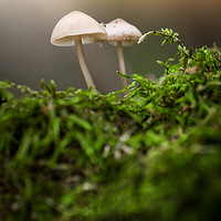 Buy canvas prints of Mushrooms by Julian Mitchell