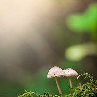 Buy canvas prints of Mushrooms by Julian Mitchell