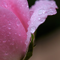 Buy canvas prints of Rose petals after the rain by Julian Mitchell