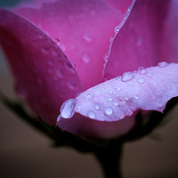 Buy canvas prints of Rose after the rain by Julian Mitchell