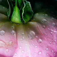 Buy canvas prints of Rose after the rain by Julian Mitchell