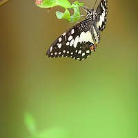 Buy canvas prints of Butterfly by Julian Mitchell
