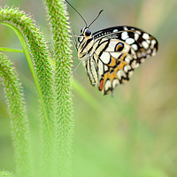 Buy canvas prints of Butterfly by Julian Mitchell