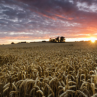 Buy canvas prints of Sunset over the crop by Julian Mitchell