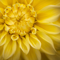Buy canvas prints of Yellow Dhalia by Julian Mitchell
