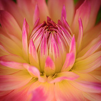 Buy canvas prints of Flower by Julian Mitchell