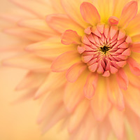 Buy canvas prints of Dhalia by Julian Mitchell