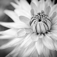 Buy canvas prints of Dhalia in Black & White by Julian Mitchell