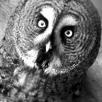 Buy canvas prints of Black and White Owl by 