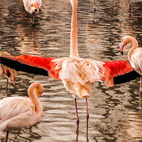 Buy canvas prints of Flamingo by 